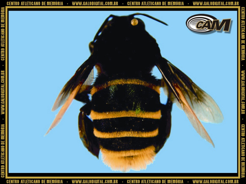 Arquivo:2009 Eulaema atleticana.jpg